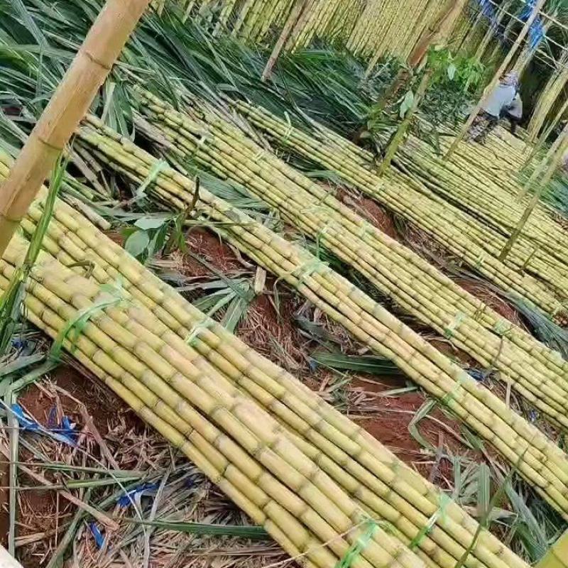 云南黄金甘蔗对接全国市场玻璃脆甘蔗，甜度高，