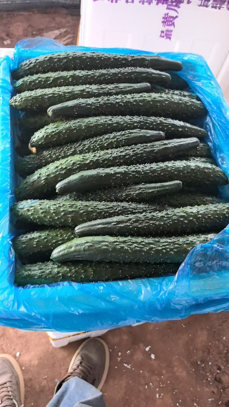 云南元谋黄瓜一手货源全国发货量大价优欢迎随时联系