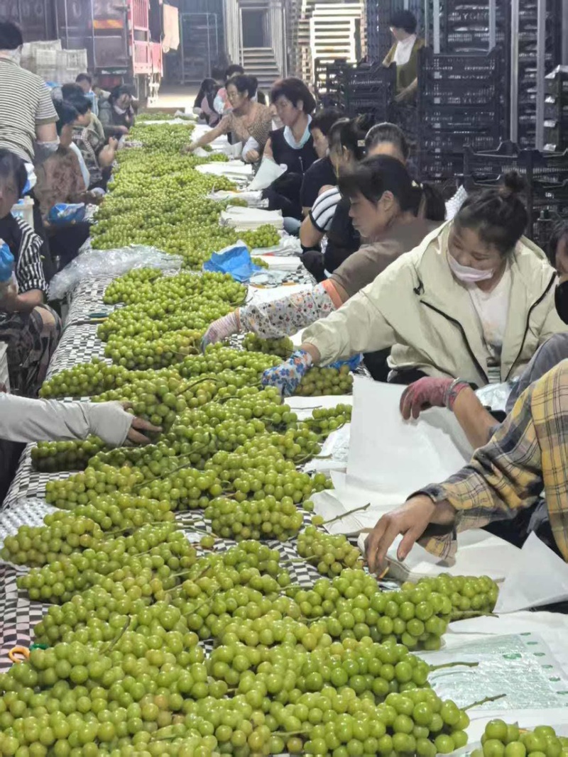 葡萄阳光玫瑰产地直供新鲜采摘冷库储存大量有货