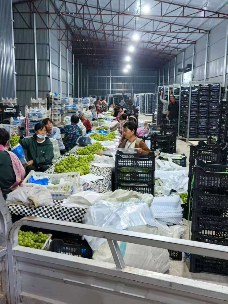 葡萄阳光玫瑰产地直供新鲜采摘冷库储存大量有货