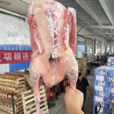大鹅智者不入爱河但爱河边大鹅正宗黄河大鹅