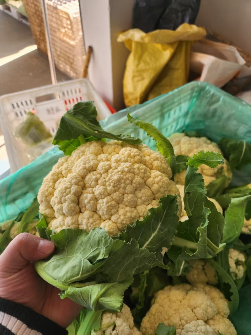 江苏有机花菜对接全国市场量大从优价格美丽质量好欢迎询价