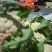 江苏有机花菜对接全国市场量大从优价格美丽质量好欢迎询价