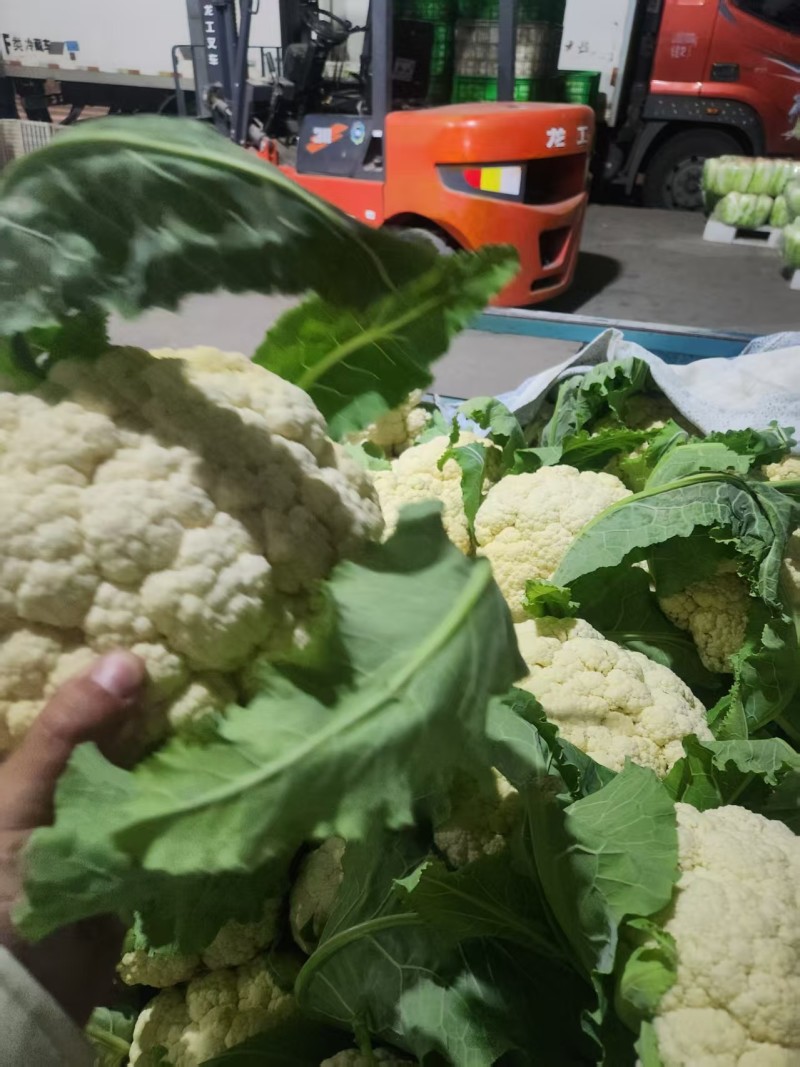 江苏有机花菜对接全国市场量大从优价格美丽质量好欢迎询价