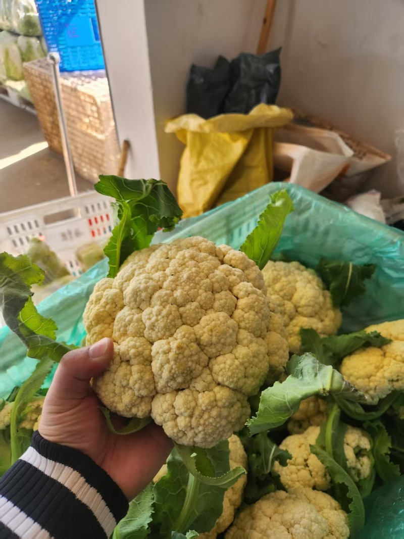 江苏有机花菜对接全国市场量大从优价格美丽质量好欢迎询价