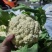 江苏有机花菜对接全国市场量大从优价格美丽质量好欢迎询价