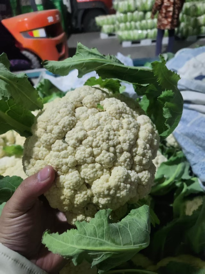 江苏有机花菜对接全国市场量大从优价格美丽质量好欢迎询价