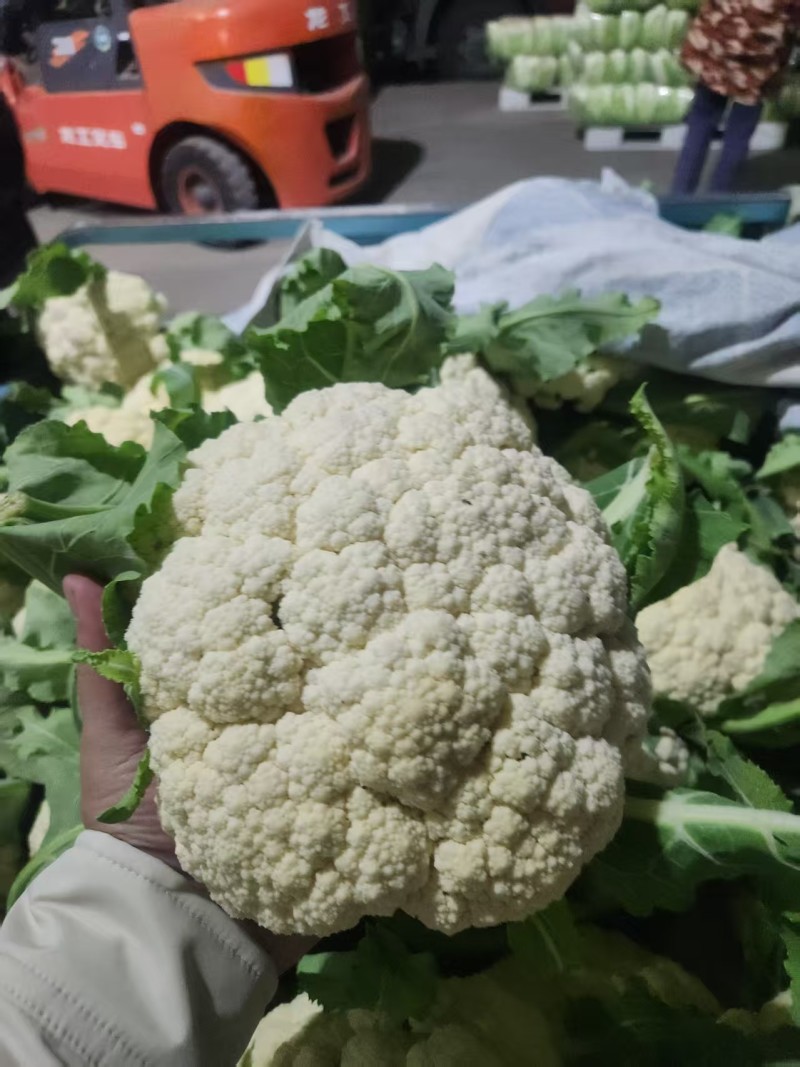 江苏有机花菜对接全国市场量大从优价格美丽质量好欢迎询价