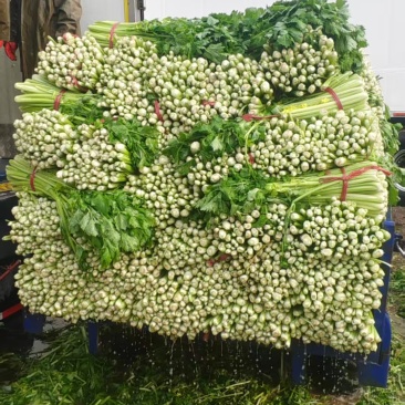 西芹芹菜潍坊西芹货源充足质优价廉产地直供市场批发