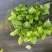 绿化绣球青稞绣球八仙花无尽夏120盆