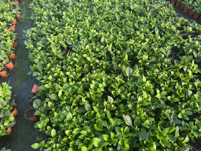 绿化绣球青稞绣球八仙花无尽夏120盆