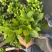 绿化绣球青稞绣球八仙花无尽夏120盆