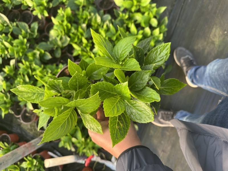 绿化绣球青稞绣球八仙花无尽夏120盆