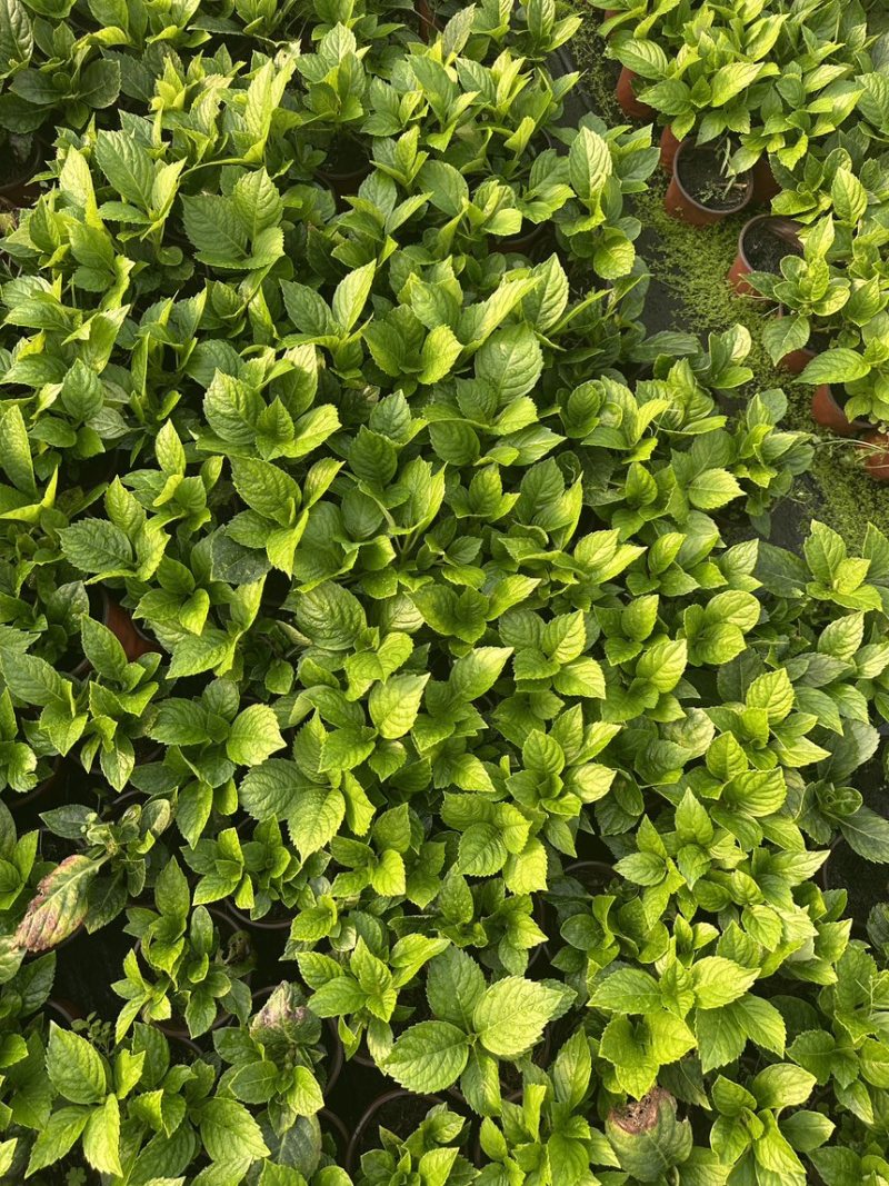 绿化绣球青稞绣球八仙花无尽夏120盆