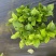 绿化绣球青稞绣球八仙花无尽夏120盆