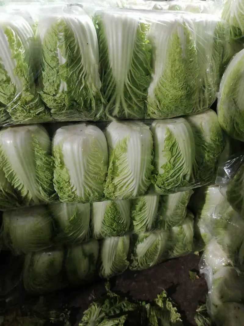 山东黄心白菜大量上市了对接市场档口商超一条龙服务欢迎来电