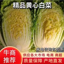 山东黄心白菜大量上市了对接市场档口商超一条龙服务欢迎来电