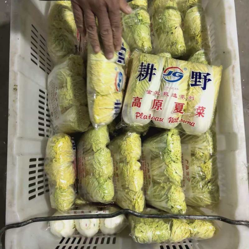 内黄娃娃菜基地直发品质保证欢迎来电洽谈合作价格更优