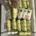 内黄娃娃菜基地直发品质保证欢迎来电洽谈合作价格更优