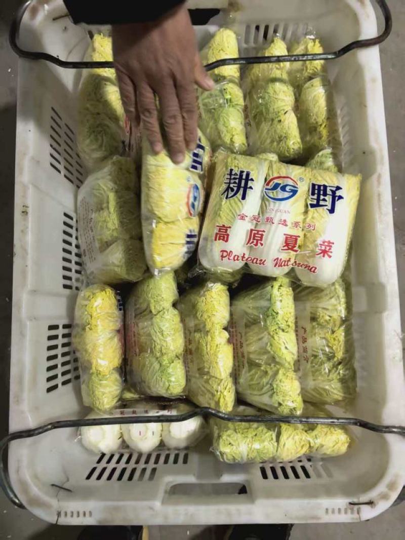 内黄娃娃菜基地直发品质保证欢迎来电洽谈合作价格更优