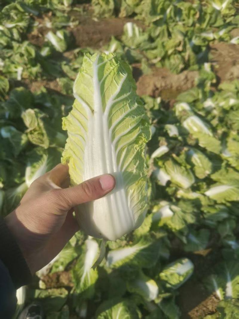 内黄娃娃菜基地直发品质保证欢迎来电洽谈合作价格更优