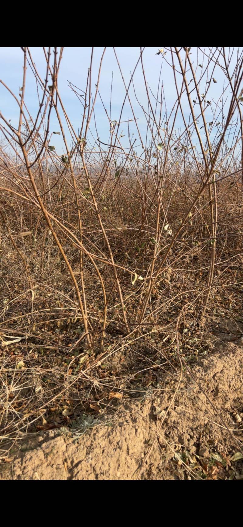 定值药用连翘树墩墩连翘丛生5-8分枝当年结果