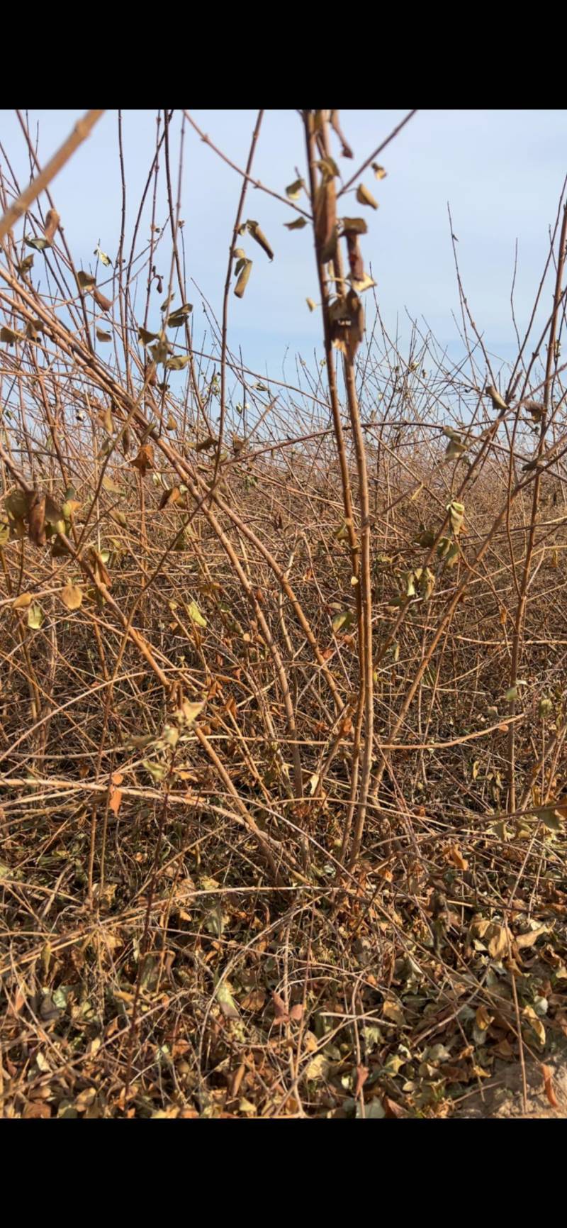 定值药用连翘树墩墩连翘丛生5-8分枝当年结果