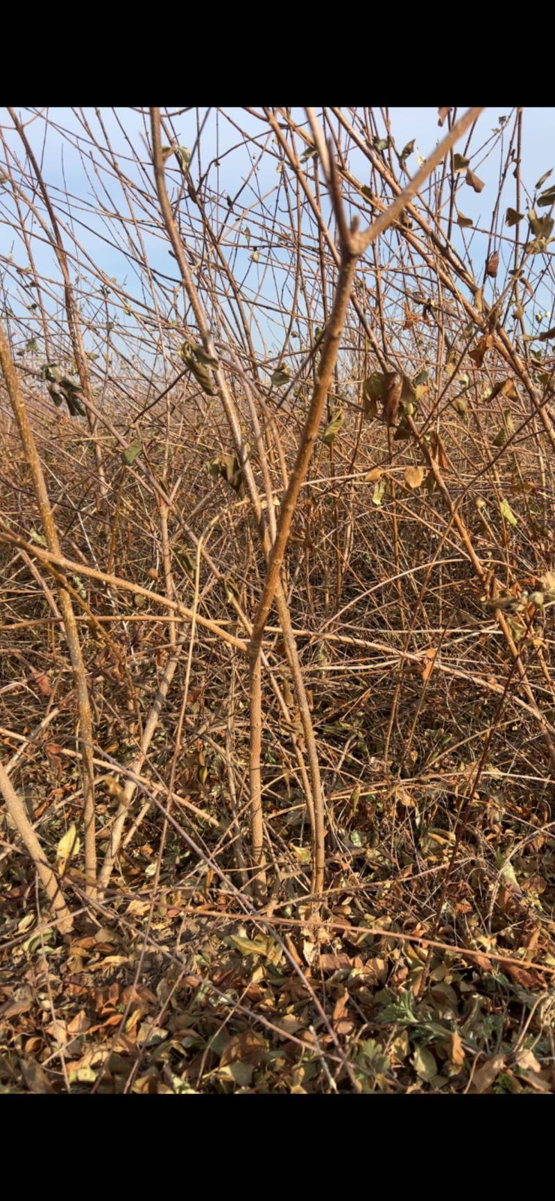 定值药用连翘树墩墩连翘丛生5-8分枝当年结果