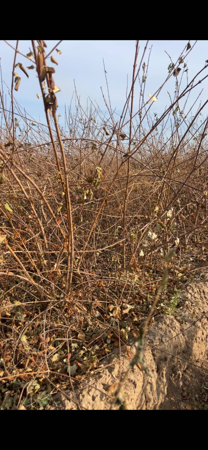 定值药用连翘树墩墩连翘丛生5-8分枝当年结果