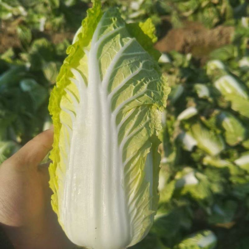 精品娃娃菜大量供应对接全国市场商超电商社区团购