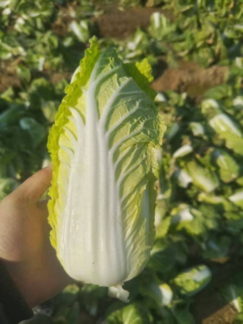 精品娃娃菜大量供应对接全国市场商超电商社区团购