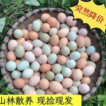 【绿壳蛋】土鸡蛋支持视频看货，可发往全国市场！
