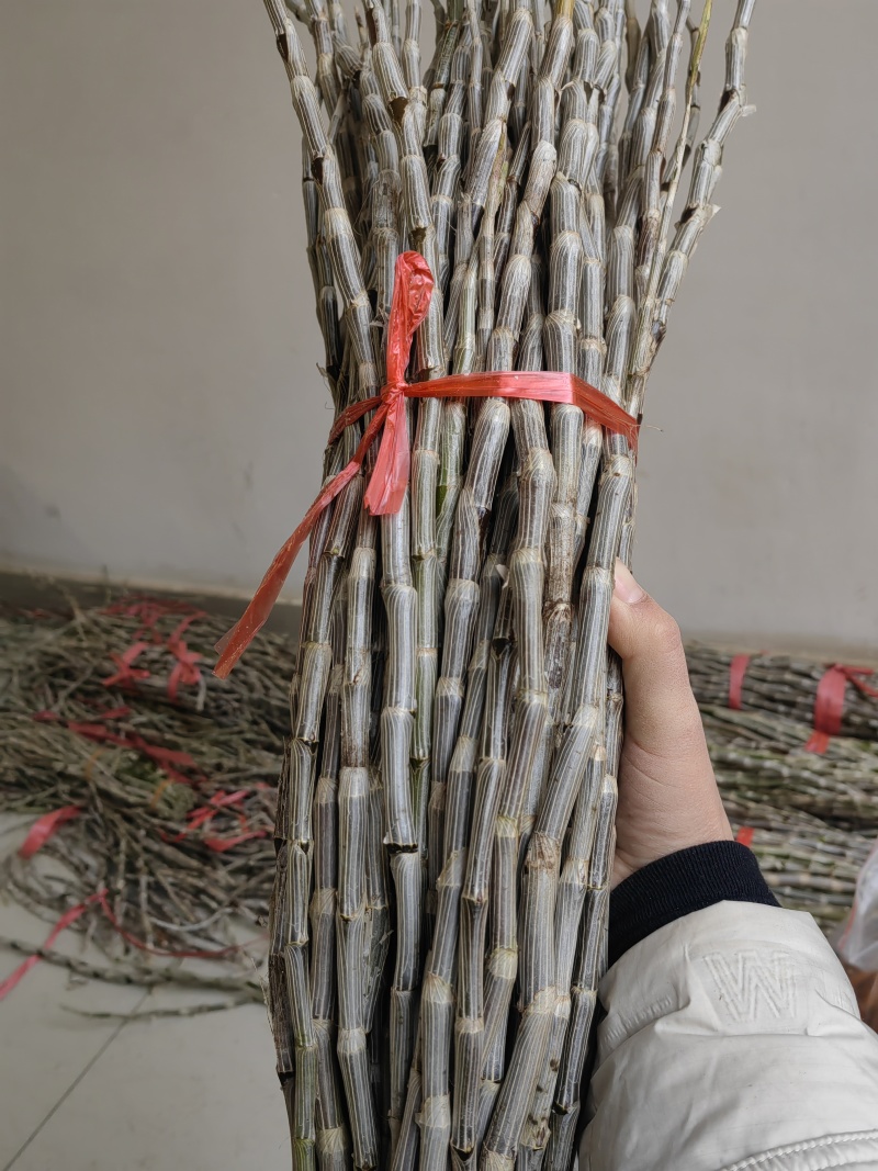 包邮云南紫皮基地直销胶质好11月份后颜色偏紫