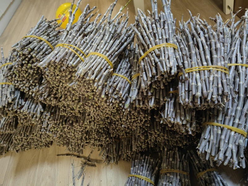 包邮云南紫皮基地直销胶质好11月份后颜色偏紫
