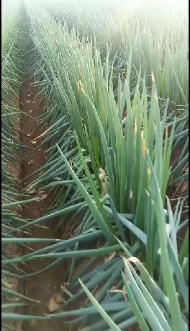 河南南阳铁杆大葱/自家种植/产地直发/欢迎低价选购