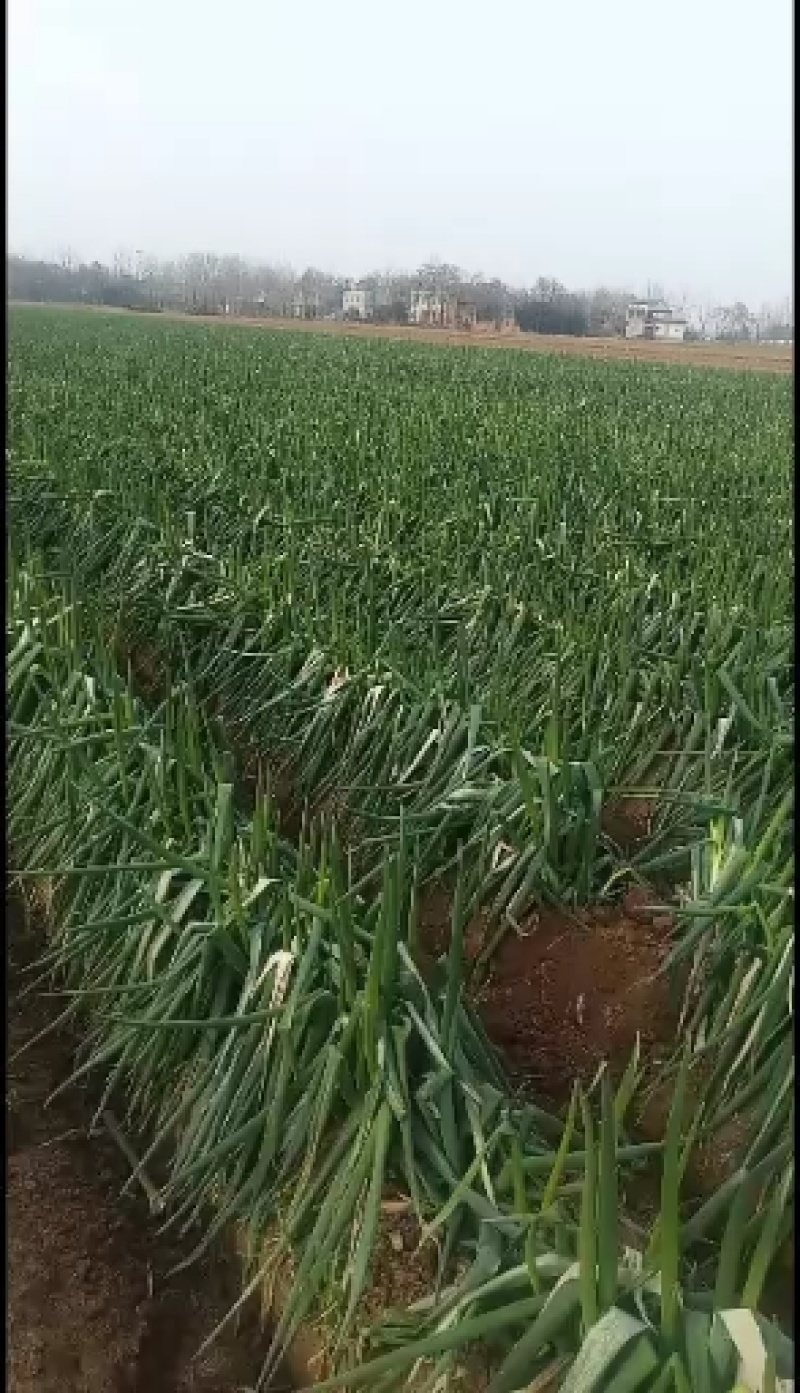 河南南阳铁杆大葱/自家种植/产地直发/欢迎低价选购