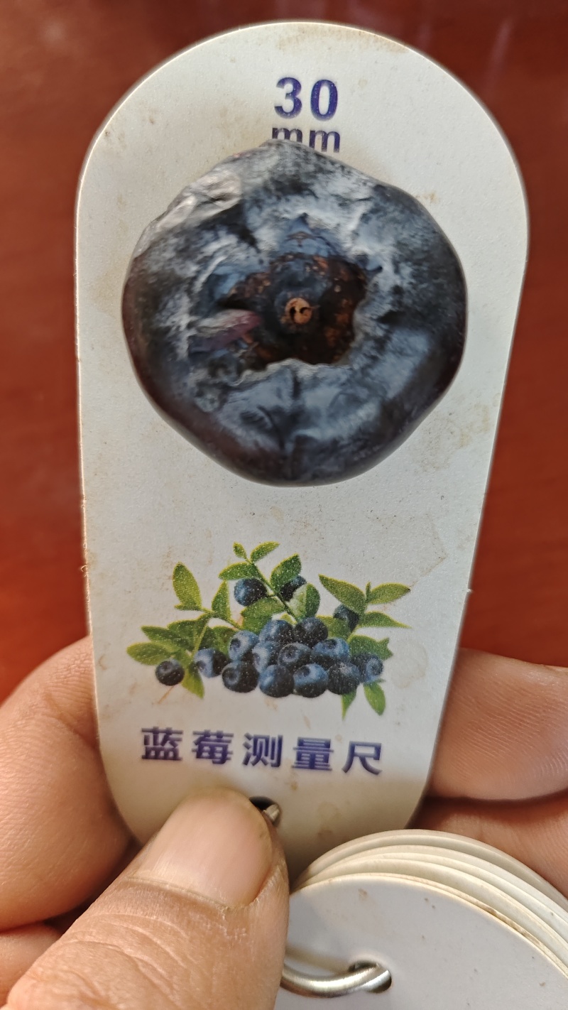 蓝莓苗3-2.绿泡-泡基地批发价格