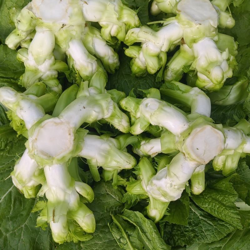 精品儿菜，劲儿