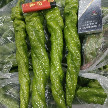 福建精品螺丝椒大量上市