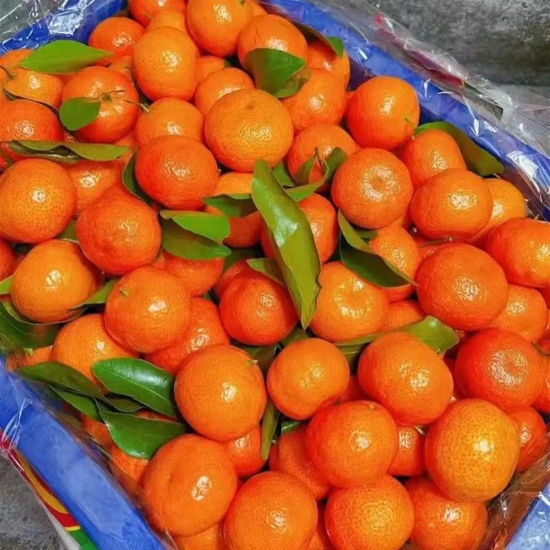 沙糖桔精品沙糖桔口感甜皮薄多汁产地直供一手货源