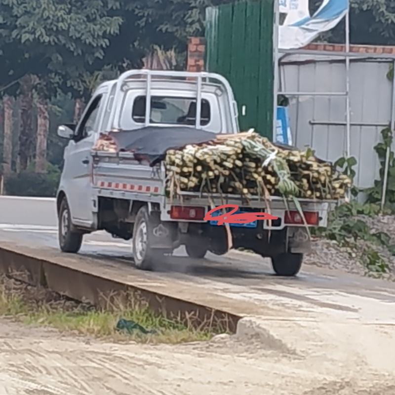 眉山甘蔗