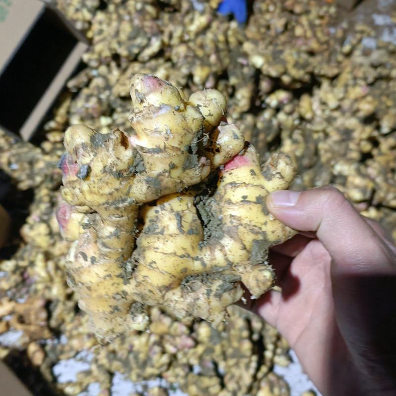 贵州高山二黄姜（供应电商一件代发）价格美丽