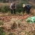 贵州高山二黄姜（供应电商一件代发）价格美丽