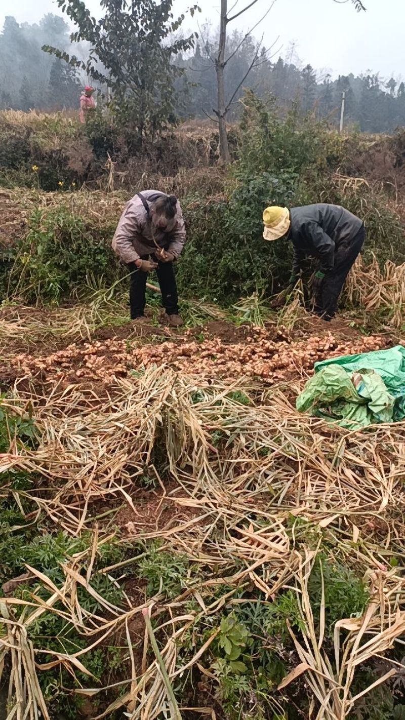 贵州高山二黄姜（供应电商一件代发）价格美丽
