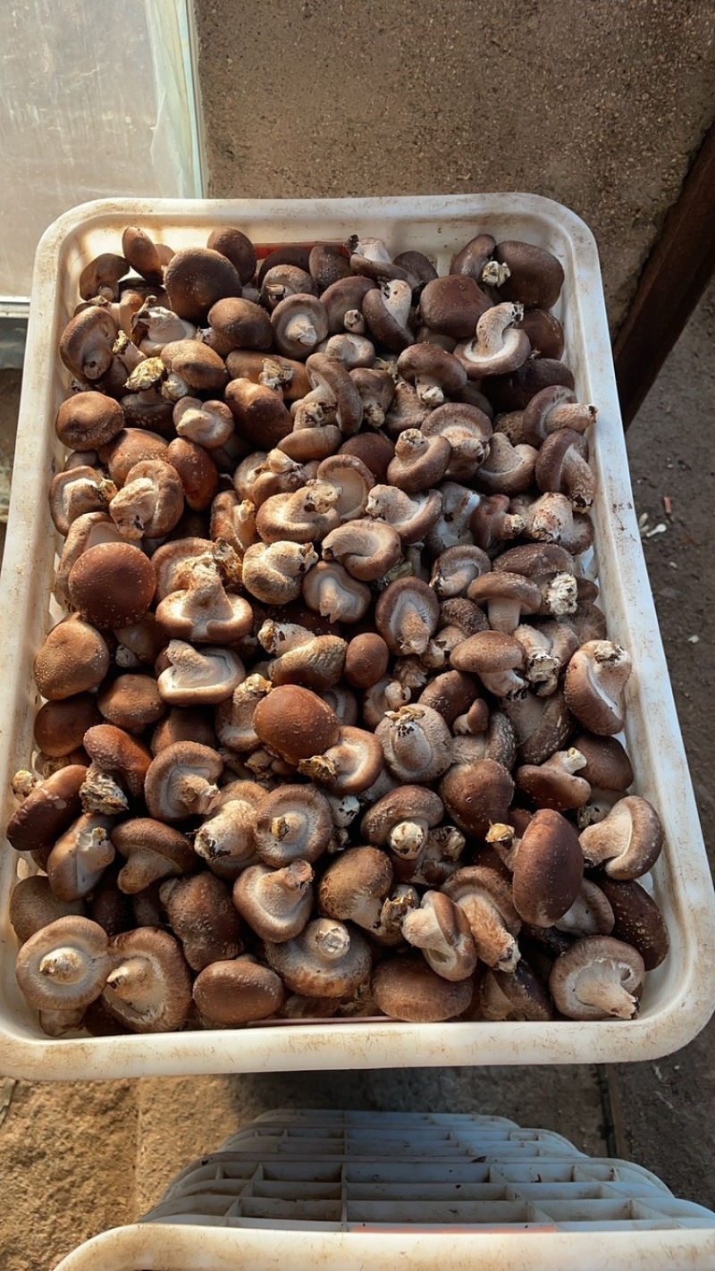 香菇