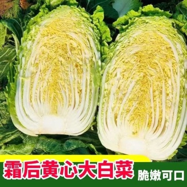 山东原产地黄心大白菜大量现货