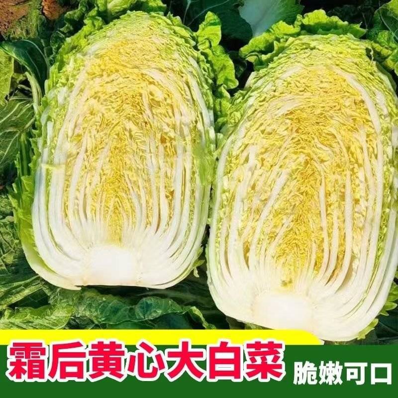 山东原产地黄心大白菜大量现货
