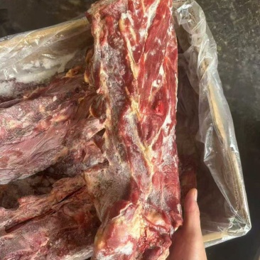 多肉羊蝎子