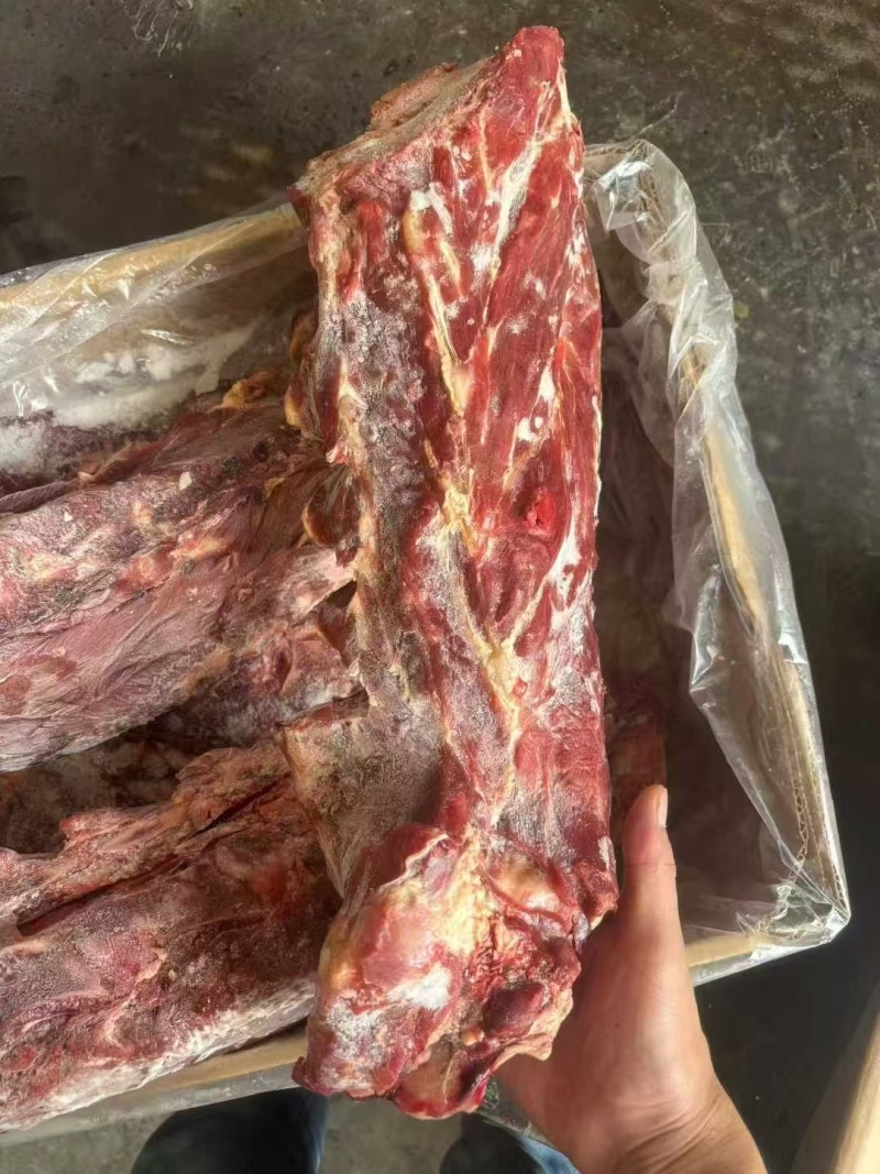 多肉羊蝎子