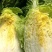 山东原产地黄心大白菜大量现货